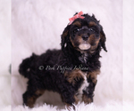 Small #2 Poodle (Toy)