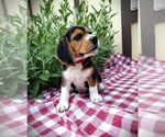 Puppy Gimli Beagle