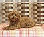 Small #2 Cavapoo (Miniature)