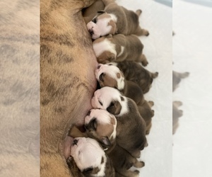 English Bulldog Puppy for sale in LAKE LA, CA, USA
