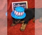 Small Photo #20 Yorkshire Terrier Puppy For Sale in AKRON, OH, USA