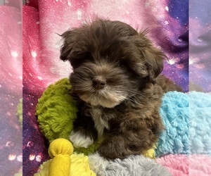 Havanese Puppy for sale in LIVONIA, MI, USA