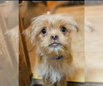 Small Japanese Chin Mix