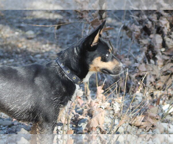 Medium Photo #2 Mutt Puppy For Sale in Paso Robles, CA, USA