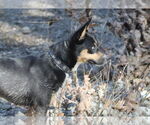 Small #1 Mutt