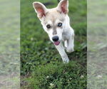 Small #1 Huskies  Mix