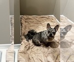 Small Photo #5 French Bulldog Puppy For Sale in MIDLOTHIAN, IL, USA