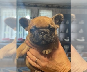 French Bulldog Puppy for Sale in JACKSON, New Jersey USA
