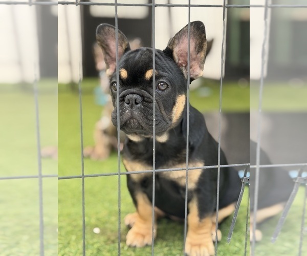 Medium Photo #3 French Bulldog Puppy For Sale in TAMPA, FL, USA