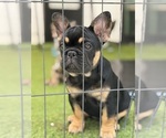 Small #2 French Bulldog
