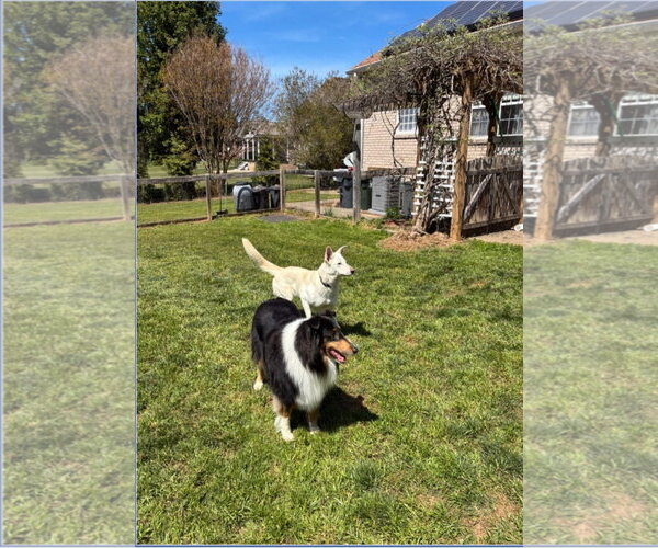 Medium Photo #3 German Shepherd Dog Puppy For Sale in La Grange , NC, USA