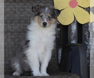 Collie Puppy for sale in FREDERICKSBURG, OH, USA