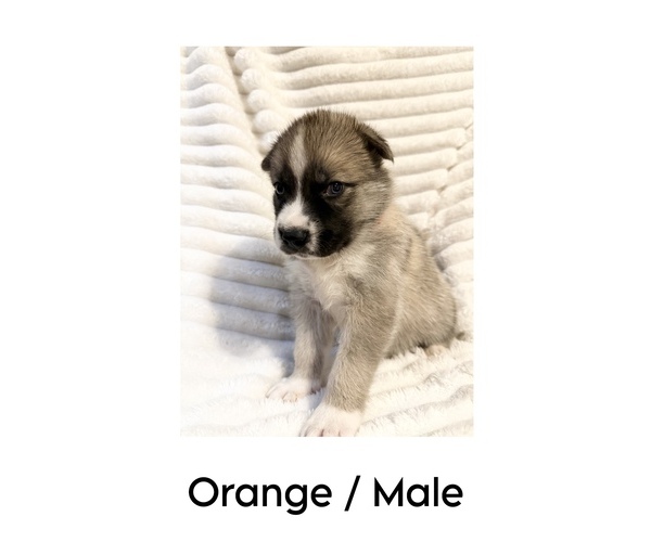 Medium Photo #4 German Shepherd Dog-Siberian Husky Mix Puppy For Sale in LANSING, MI, USA