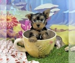 Small #9 Yorkshire Terrier
