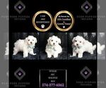 Small Photo #27 Maltese Puppy For Sale in WARSAW, IN, USA