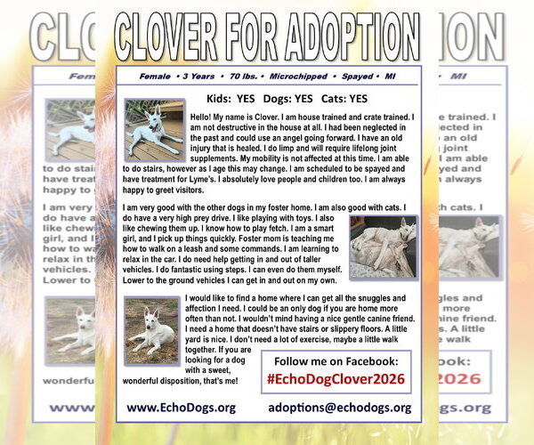 Medium Photo #2 - Mix Puppy For Sale in Hoffman Estates, IL, USA