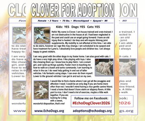 Clover - Female - Mix Dog for Adoption - Photo #2