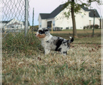 Small Photo #5 Australian Shepherd Puppy For Sale in LASCASSAS, TN, USA