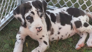 Great Dane Puppy for sale in BLYTHEDALE, MO, USA