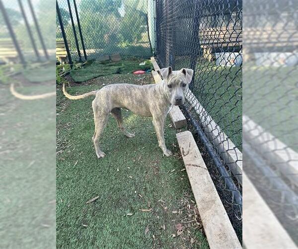 Medium Photo #1 Mutt Puppy For Sale in Fremont, CA, USA