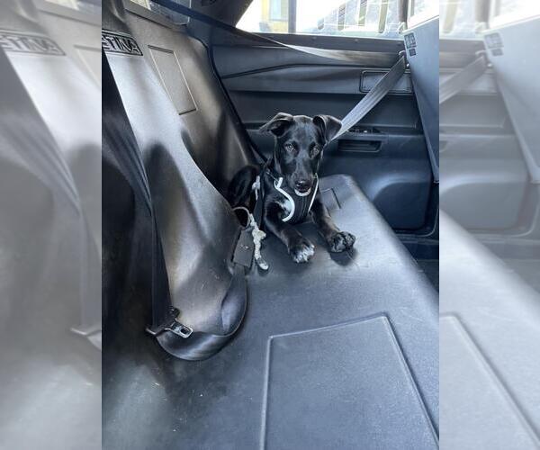 Medium Photo #1 Labrador Retriever Puppy For Sale in Martinez, CA, USA