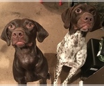 Small Photo #2 German Shorthaired Pointer Puppy For Sale in SUMMERSVILLE, WV, USA