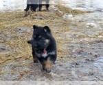 Small Photo #26 German Shepherd Dog Puppy For Sale in COWGILL, MO, USA