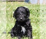 Small Photo #11 Saint Berdoodle Puppy For Sale in CLAYTON, WA, USA