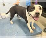 Small American Pit Bull Terrier