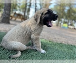 Small Photo #11 Kangal Dog Puppy For Sale in WACO, TX, USA