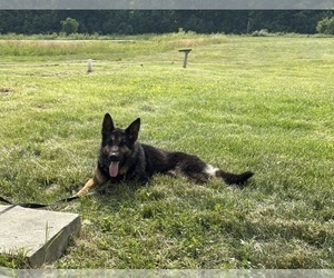 Father of the German Shepherd Dog puppies born on 03/16/2026