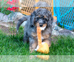 Bernedoodle (Miniature) Puppy for sale in ROY, UT, USA