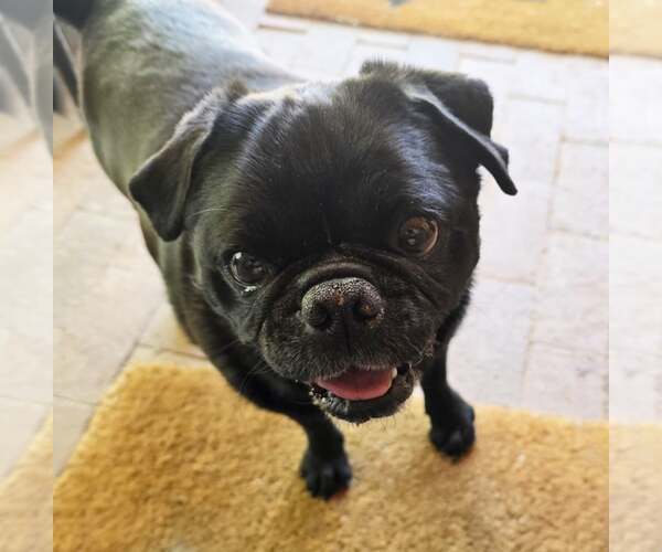 Medium Photo #2 Pug Puppy For Sale in Albuquerque, NM, USA