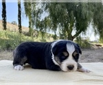 Small Photo #2 Australian Shepherd Puppy For Sale in ACTON, CA, USA