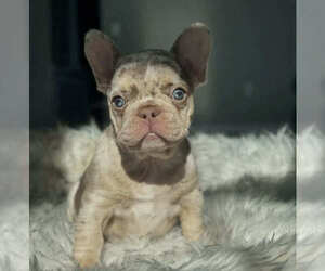 French Bulldog Puppy for sale in BUFORD, GA, USA