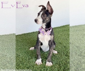 Rat Terrier-Unknown Mix Dogs for adoption in San Diego, CA, USA