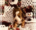 Small Photo #5 Dorgi Puppy For Sale in HURST, IL, USA