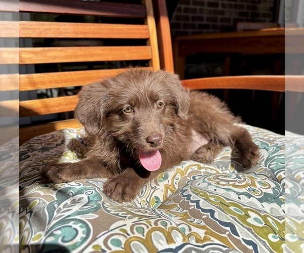 Medium Photo #3 Labradoodle Puppy For Sale in NOBLESVILLE, IN, USA