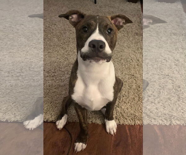 Medium Photo #5 American Pit Bull Terrier-Mountain Cur Mix Puppy For Sale in Oakhurst, NJ, USA