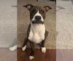 Small #4 American Pit Bull Terrier-Mountain Cur Mix