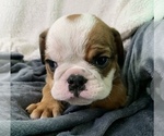 Small Photo #15 English Bulldog Puppy For Sale in JOHNS ISLAND, SC, USA