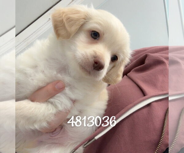 Medium Photo #1 Chihuahua-Unknown Mix Puppy For Sale in Chico, CA, USA