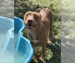 Mutt Dogs for adoption in Riverside, CA, USA