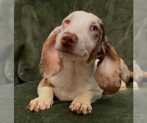 Dachshund Dogs for adoption in Weston, FL, USA