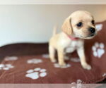 Small #5 Silkyhuahua