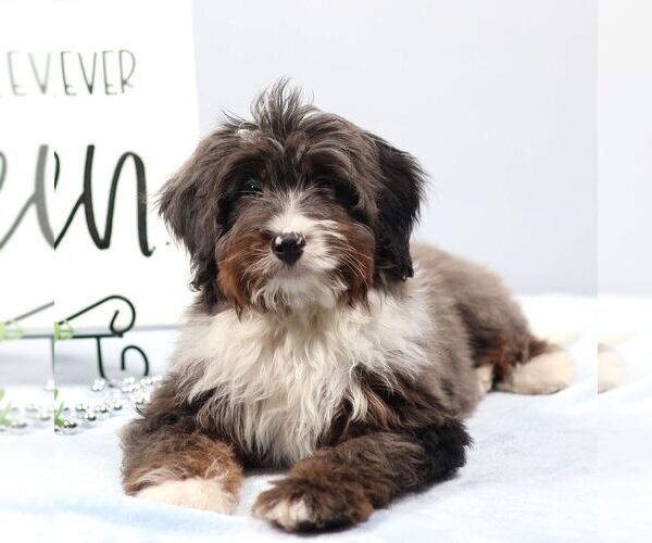 Medium Photo #1 Bernedoodle (Miniature) Puppy For Sale in LIVINGSTON, WI, USA