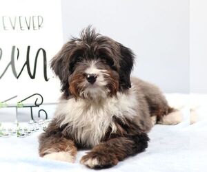 Bernedoodle (Miniature) Puppy for sale in LIVINGSTON, WI, USA