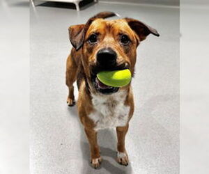 Boxer Dogs for adoption in Salinas, CA, USA