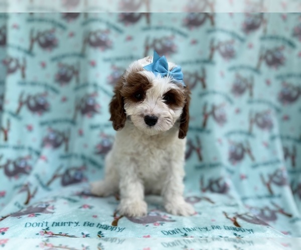 Medium Photo #1 Cavapoo (Miniature) Puppy For Sale in LAKELAND, FL, USA