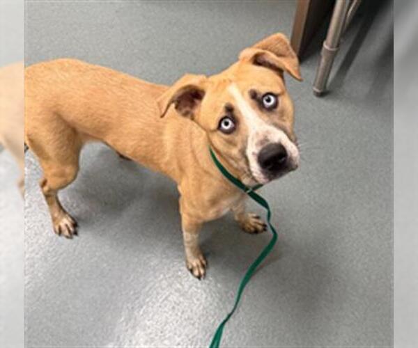 Medium Photo #1 Gerberian Shepsky Puppy For Sale in Baytown, TX, USA